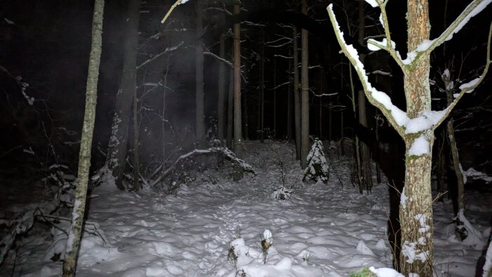 Snötäckt stig genom en mörk skog på natten, omgiven av träd med snö på grenarna.