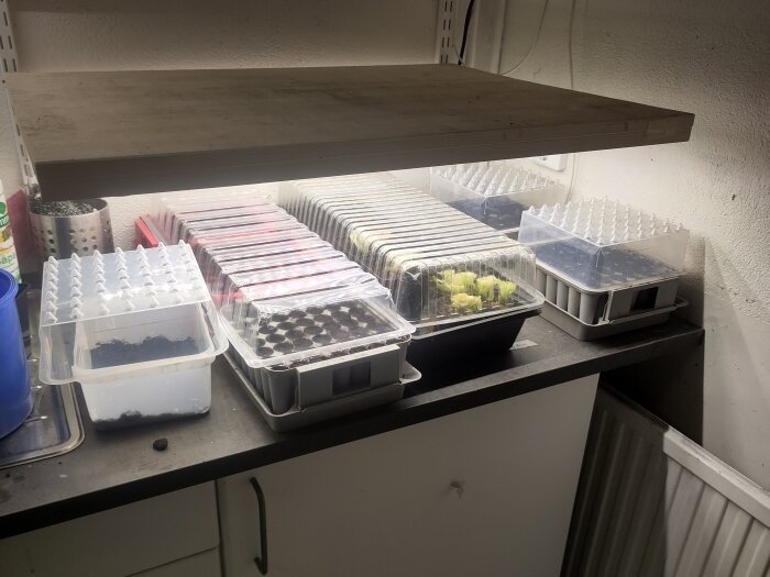 Konstbelysning över ett bord med flera genomskinliga plastlådor, fröbrickor och jord för plantförodling i ett inomhusutrymme.