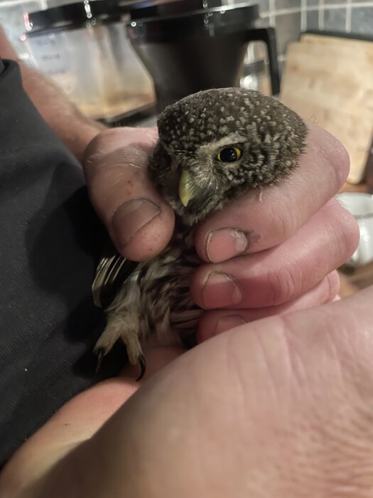 En liten uggla hålls varsamt i händerna, med bakgrund av en köksbänk och köksredskap.