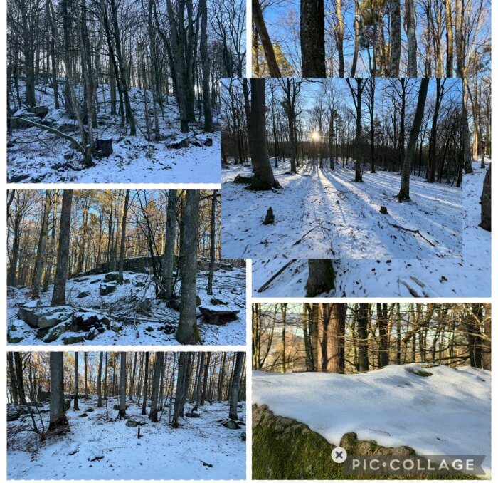 Snötäckt skog i norra Skåne med olika träd som bok, ek och furu, sedd i ett collage av bilder.