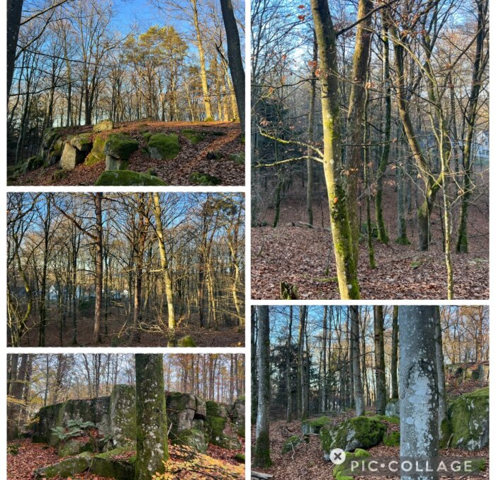 Skogslandskap i norra Skåne med bokträd, ekar och tallar på en kulle. Bilder visar tät skog, lövbeklädd mark och mossbelagda stenar.