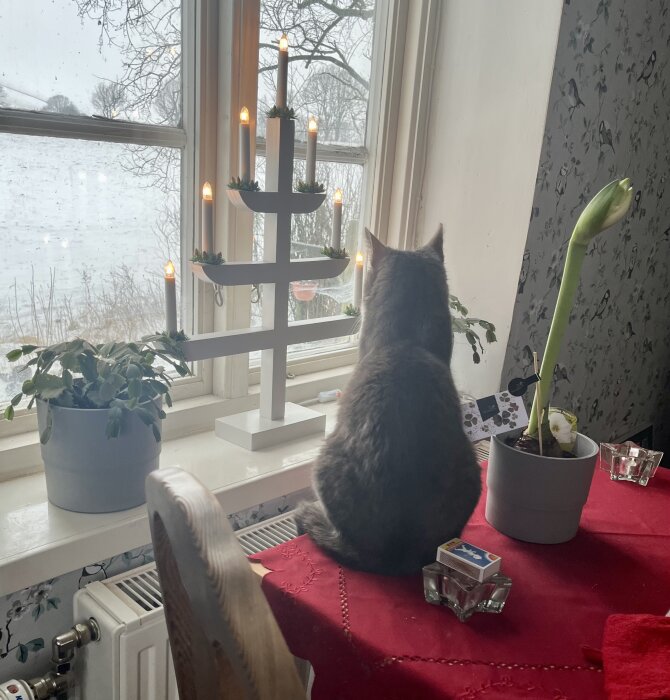 Katt sitter i fönster och tittar ut mot ett vinterlandskap, med en elektrisk ljusstake och krukväxter bredvid.