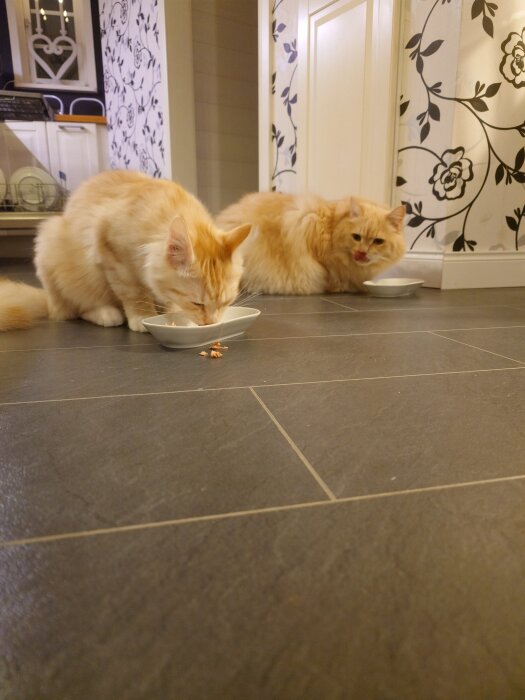 Två fluffiga katter äter ur varsitt vitt fat på ett mörkt klinkergolv i ett rum med blommönstrad tapet.