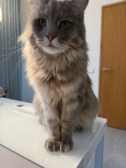 Fluffig grå katt sitter på glasbord och tittar framåt.