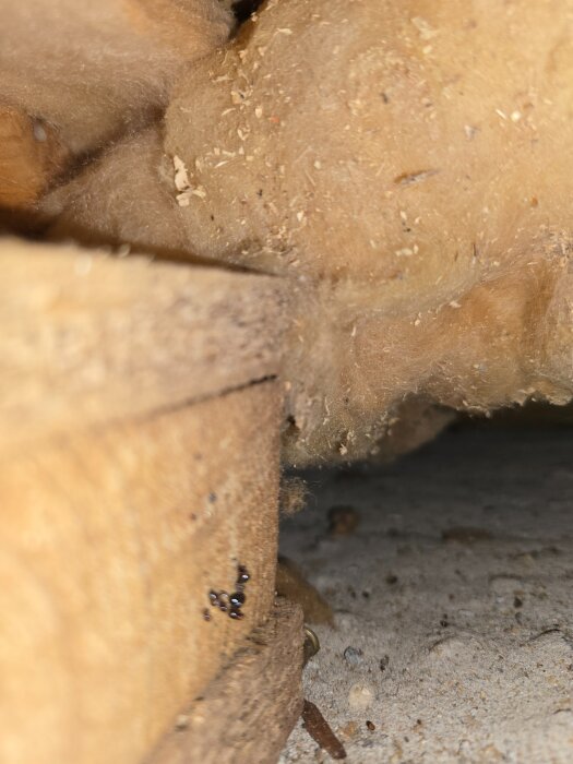 Närbild av ett hål i ett källargolv, visar trä, sand och isolering; små droppar synliga på träytan, möjligt tecken på fukt.