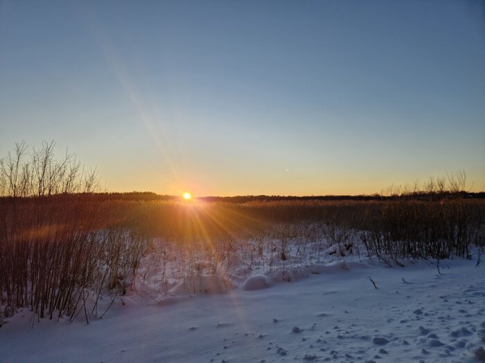 Vinterlandskap med soluppgång över ett snöigt fält och buskar i framkant, med en klar blå himmel.