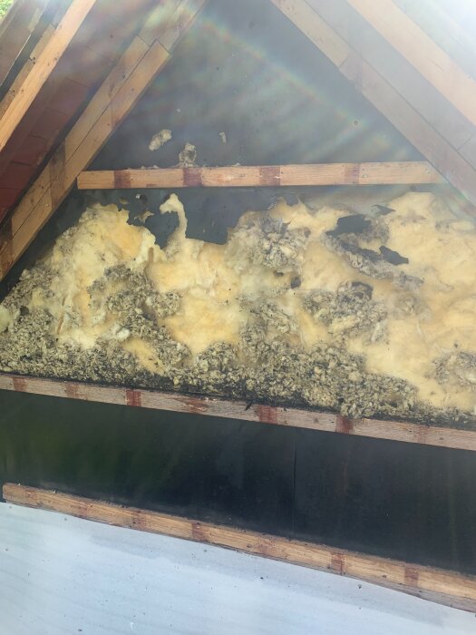 Gammal isolering och söndergnagd vindpapp i en takstol på ett renoveringsprojekt, med synliga träreglar och mörka fläckar.