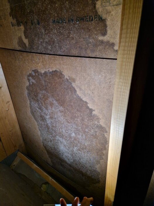 Fuktiga masonitskivor med svampväxt på kattvinden, belysta av en ficklampa, syns tydligt i bild.