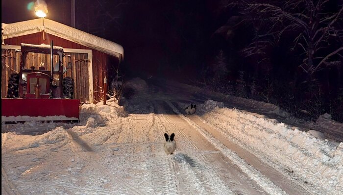 En snöröjd uppfart med en parkerad traktor och två kaniner i snön, kvällsbelysning lyser upp vägen.
