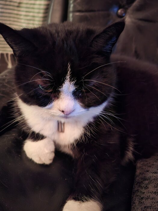 Svart och vit katt sitter på en soffa och ser ner, med en silverfärgad halsbandspinne.
