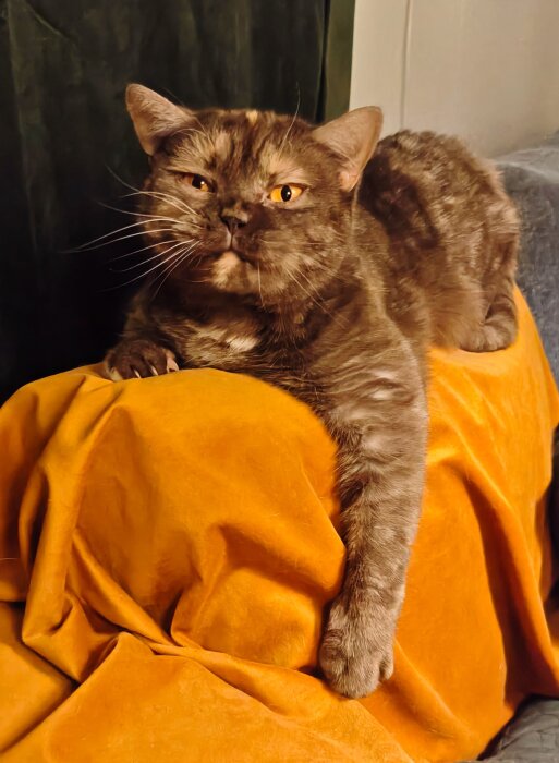Brun katt ligger på en gul filt och ser mot kameran.