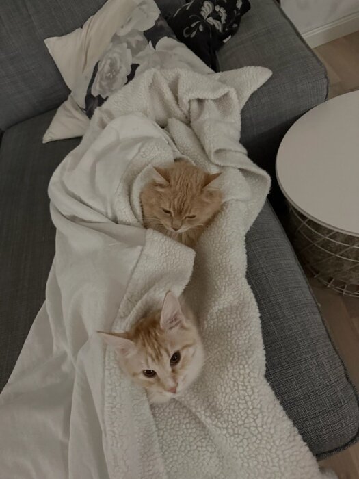 Två katter myser ihop under en filt på en soffa.