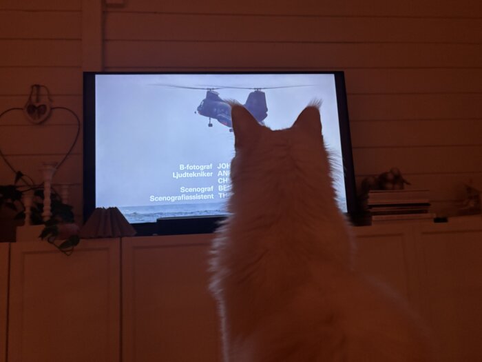 En vit katt tittar på en TV där en helikopter, Hkp4, visas tillsammans med eftertexter.