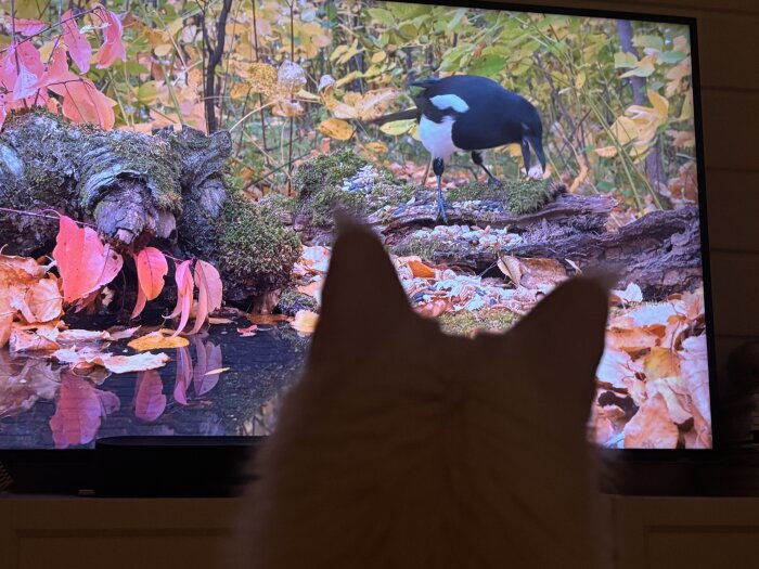 Katt tittar på naturprogram med fågel på TV, omgiven av höstlöv och mossiga grenar i skogen.