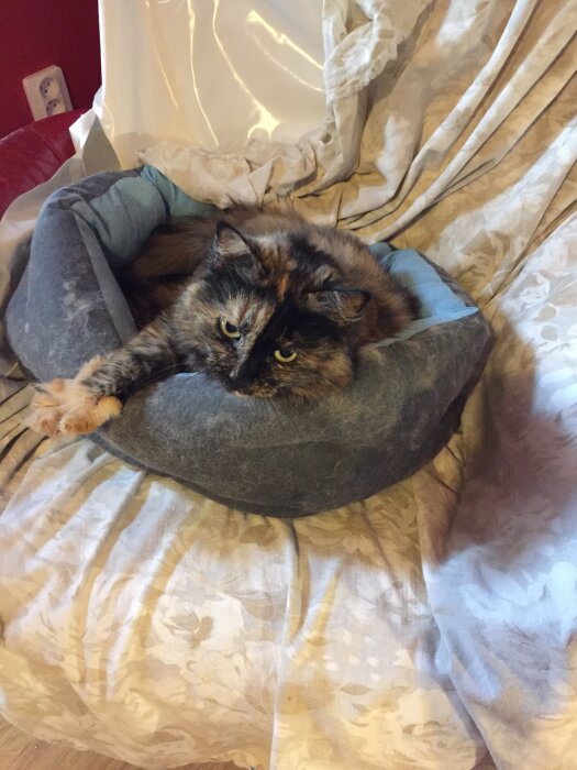 En flerfärgad katt ligger i en blå kattbädd på en soffa täckt med ett mönstrat täcke. Kattens tassar hänger över kanten.