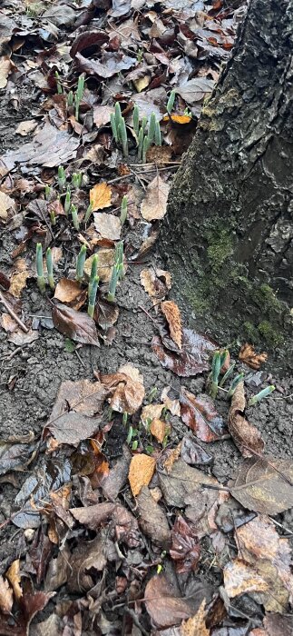 Narcisslökar som bryter fram ur marken bland höstlöv vid trädstam.