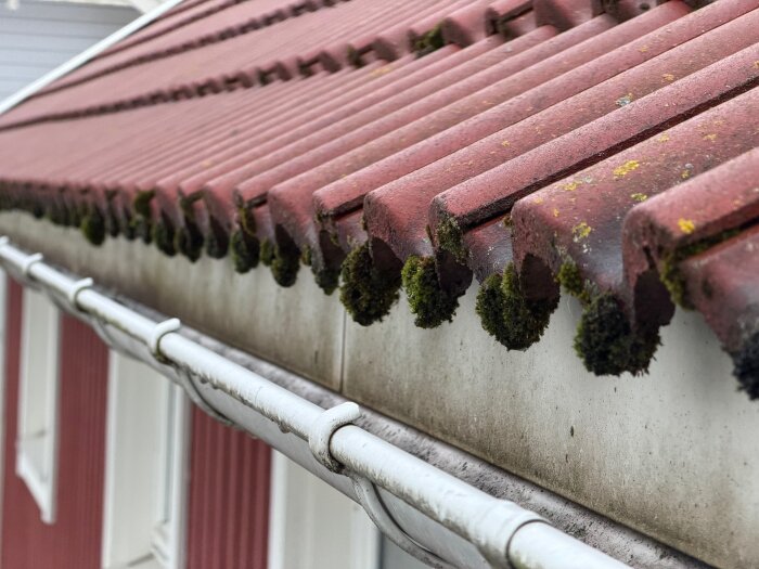 Röda takpannor med mossa på undersidan vid takfoten, synlig ovanför en vit hängränna.