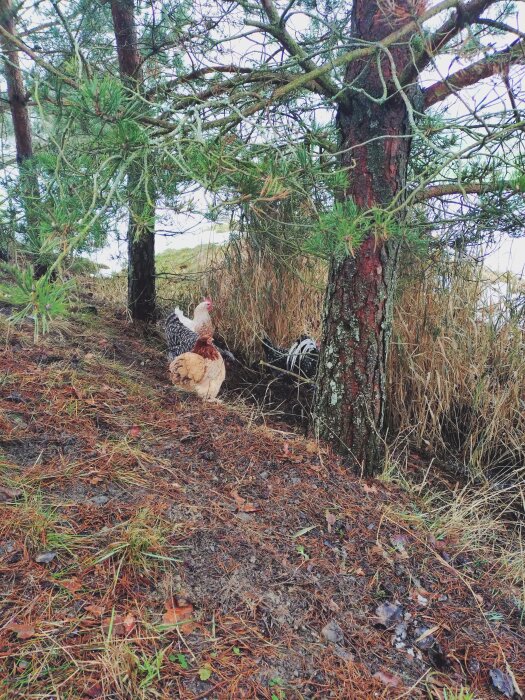 Hönor går fritt i en skogsdunge med tallar och högt gräs, en del av ett naturligt utomhusområde.