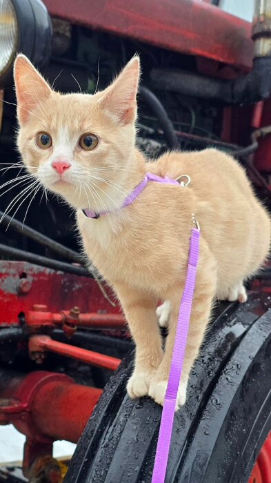 En orange katt med lila sele står på ett traktordäck.