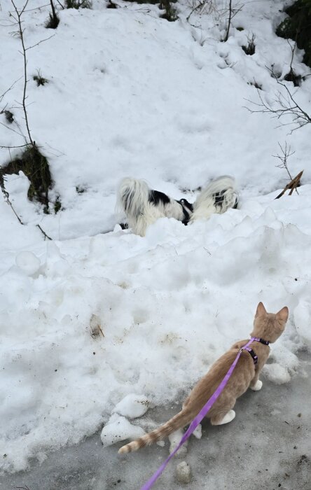 Katt med lila koppel och två hundar leker i snön.
