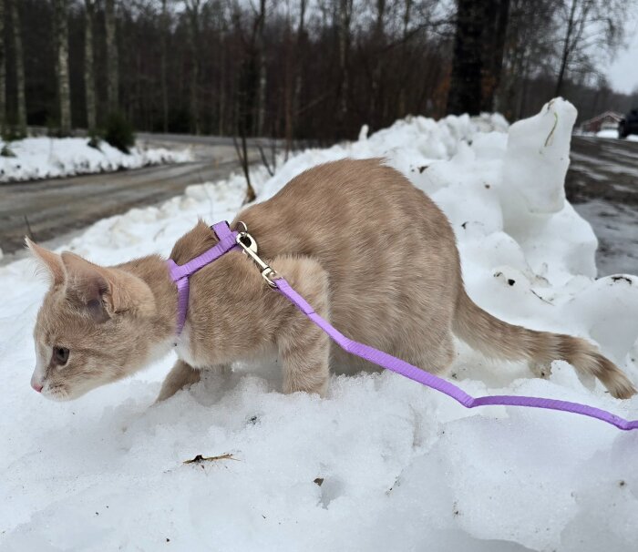 Beige katt med lila sele går på snötäckt mark nära en väg och skogsområde.