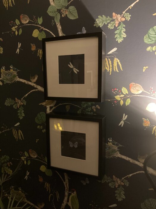 Två inramade bilder på en vägg med mörk botten och mönster av fåglar och blommor. Den övre bilden visar en slända, den nedre en fjäril.