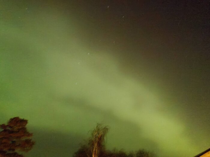 Norrsken i Bohusläns nattliga himmel med grönt och gult sken, träd syns i förgrunden.