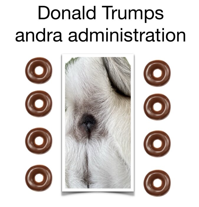 Bild med texten "Donald Trumps andra administration" samt ett foto av en hunds mage omgivet av chokladmunkar.