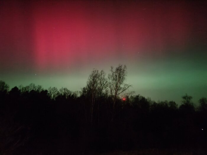 Norrsken syns över en skog, med himlen upplyst i gröna och röda färger.