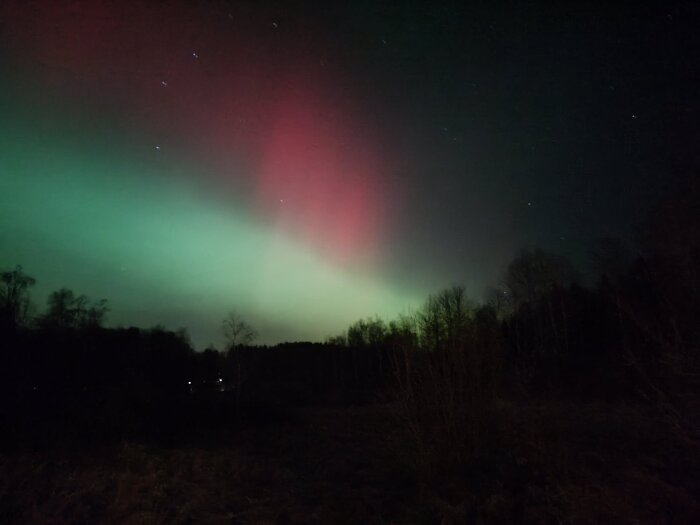 Norrsken med gröna och röda nyanser över en mörk skogshorisont nattid.