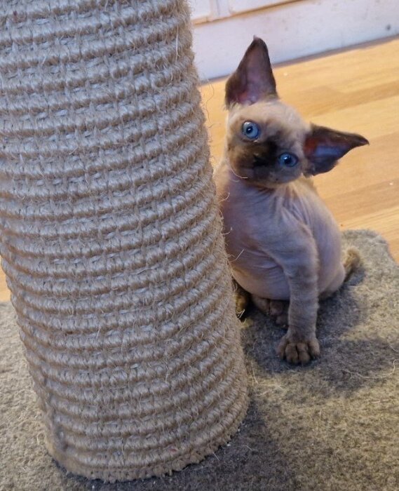 En sphynxkattunge med blå ögon sitter vid en klösbräda och lutande huvud.