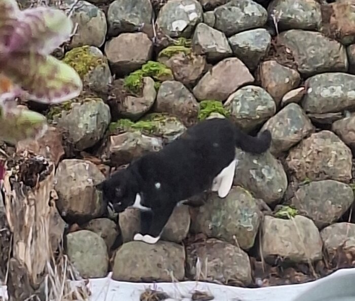Svartvit katt som går över stenar täckta med mossa, med en trädstam som syns i förgrunden.