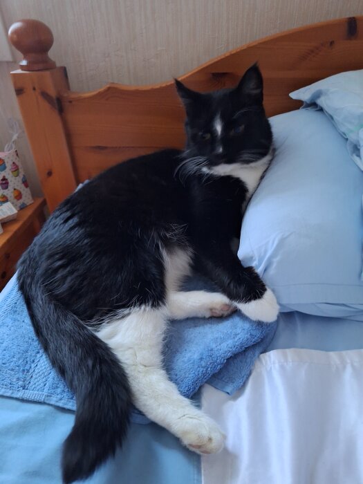 Svartvit katt som sover på en blå handduk bredvid kudden i en träbädd.