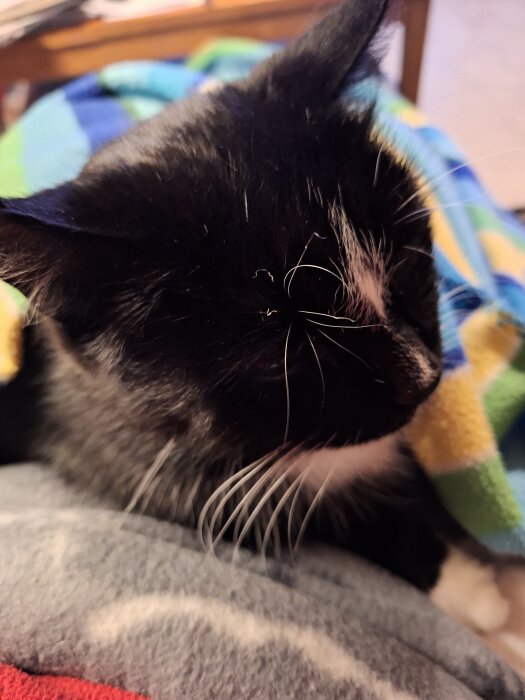 Svartvit katt ligger under en färgglad filt och vilar efter att ha varit ute i snön.