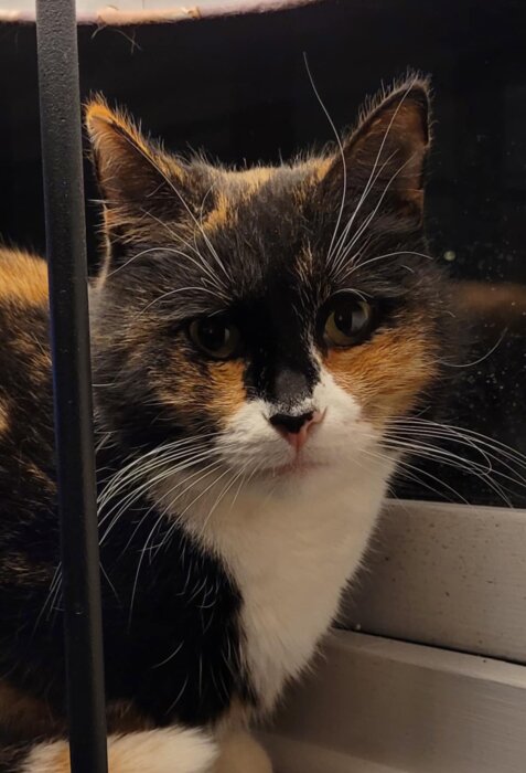 En närbild av en lurvig katt med svart, vitt och orange päls som tittar mot kameran.