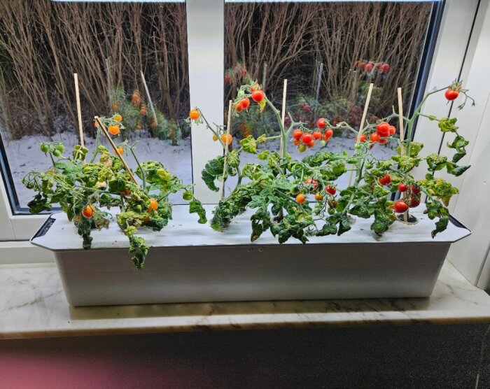 Hydroponisk odling av tomater i österläge på en fönsterbräda, med stöttor för plantorna; snöig trädgård utanför fönstret i bakgrunden.