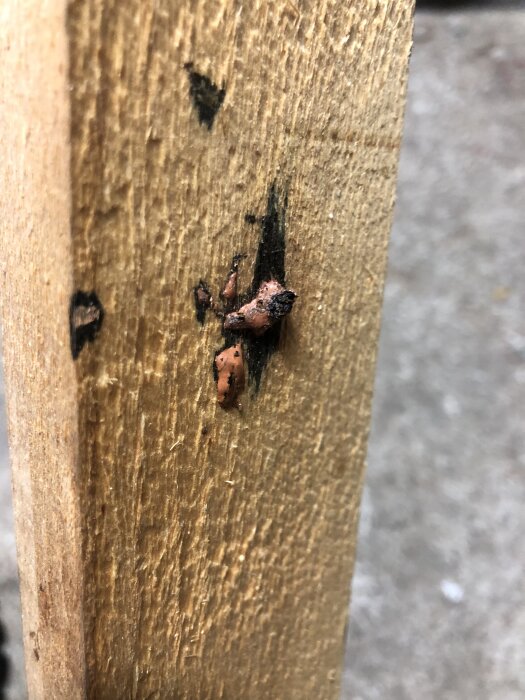 Närbild av träbräda med rostig skruv och svarta märken på ytan.