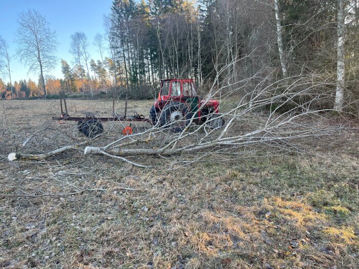 Traktor och vagn på äng samlar ved nära skogskant.