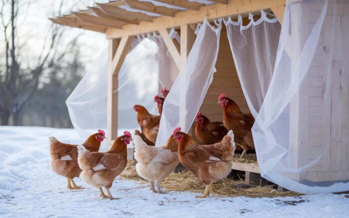 Hönshus med gardiner, omgiven av bruna och vita höns på snöig mark.