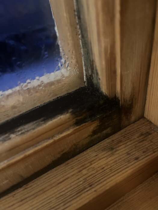 Mögelväxt på träram runt ett fönster, med kondens på glaset.