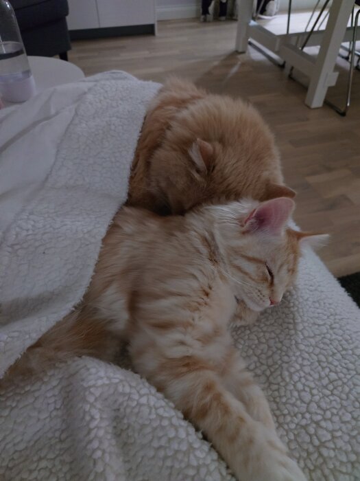 Två katter myser under en filt; en större katt och en mindre, sovande katt.