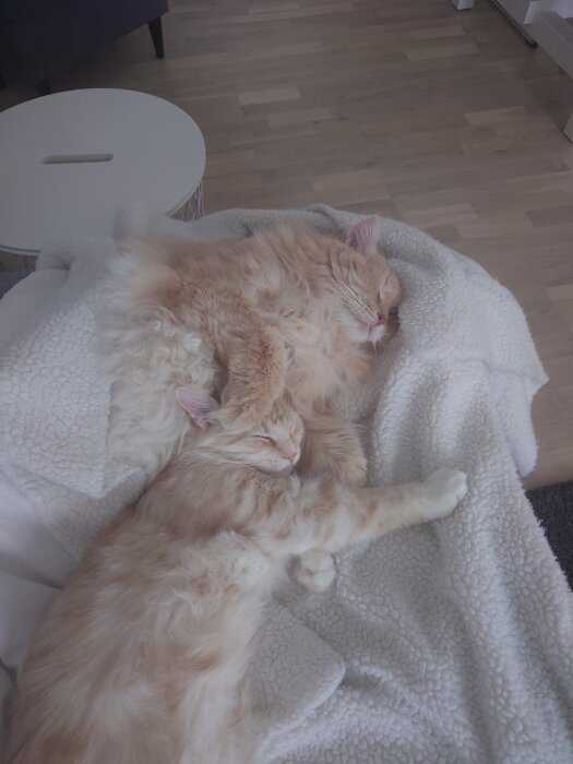 Två lurviga katter som myser ihop på en vit filt i ett hem.