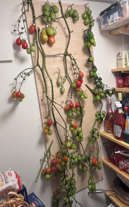Tomater hänger på en träplatta i ett skafferi, omgivna av hyllor med matvaror. Tomaterna är både röda och gröna.