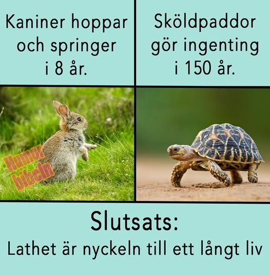 Kanin hoppar i gräset, sköldpadda promenerar långsamt, text om livslängd och livsstil. Slutsats lyder: "Lathet är nyckeln till ett långt liv.