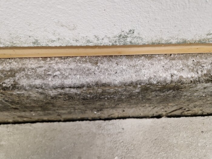 Vitt mögelliknande på vägg och betong i garage, möjlig fuktproblematik.