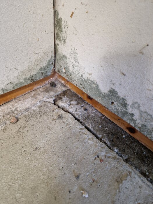Mögelväxt på vit vägg nära golv och hörnlist i garage.