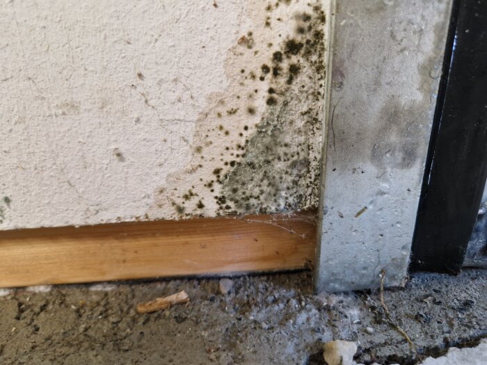 Mögelfläckar på en vit vägg i ett garage, med mögel synligt längs nederkanten nära väggen och betonggolvet.