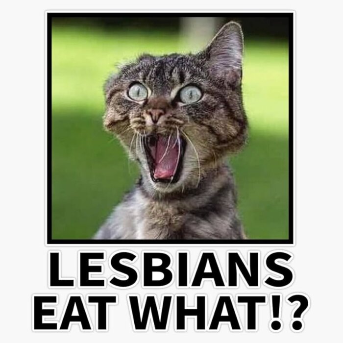 En katt med förvånad ansiktsuttryck och texten "Lesbians eat what!?" under bilden.