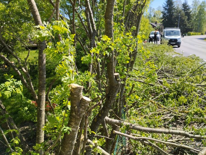 Beskurna träd längs en landsväg med två vita skåpbilar parkerade i bakgrunden. Grenar ligger på marken under de nyklippta träden.