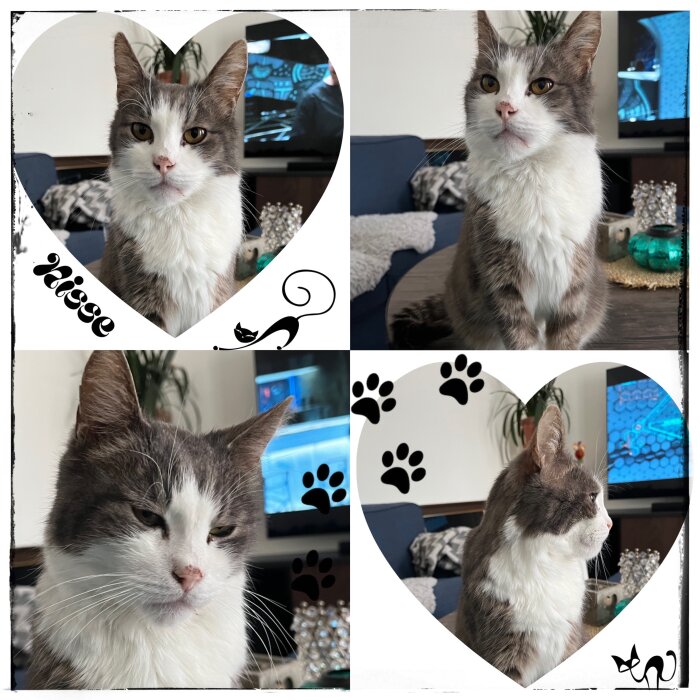 Kollage av grå och vit katt i olika poser i ett vardagsrum med dekorationer av hjärtan och tassavtryck.